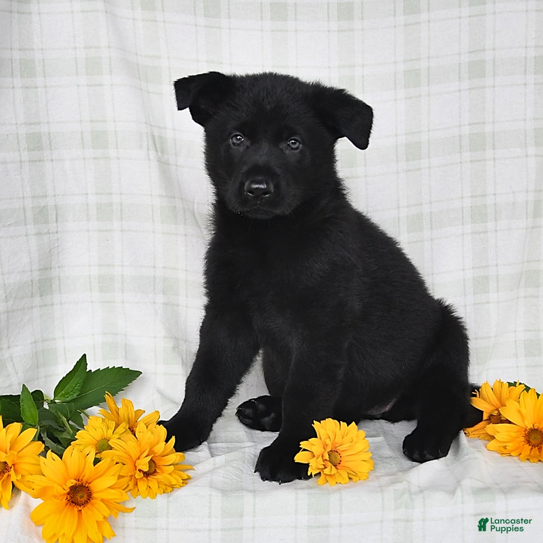 German Shepherd dogs for sale: Jubilee - Image 5