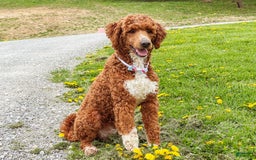 Goldendoodle dogs for sale: Oakley - Image 9