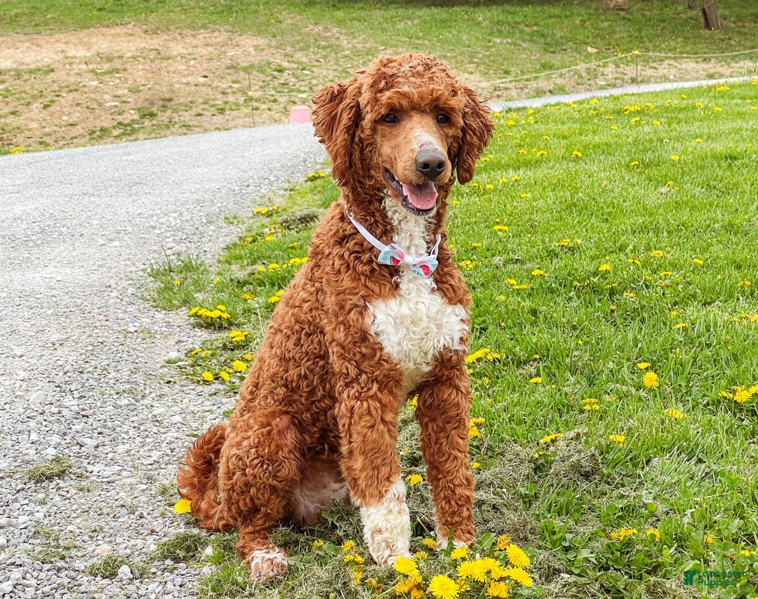Goldendoodle dogs for sale: Oakley - Image 9