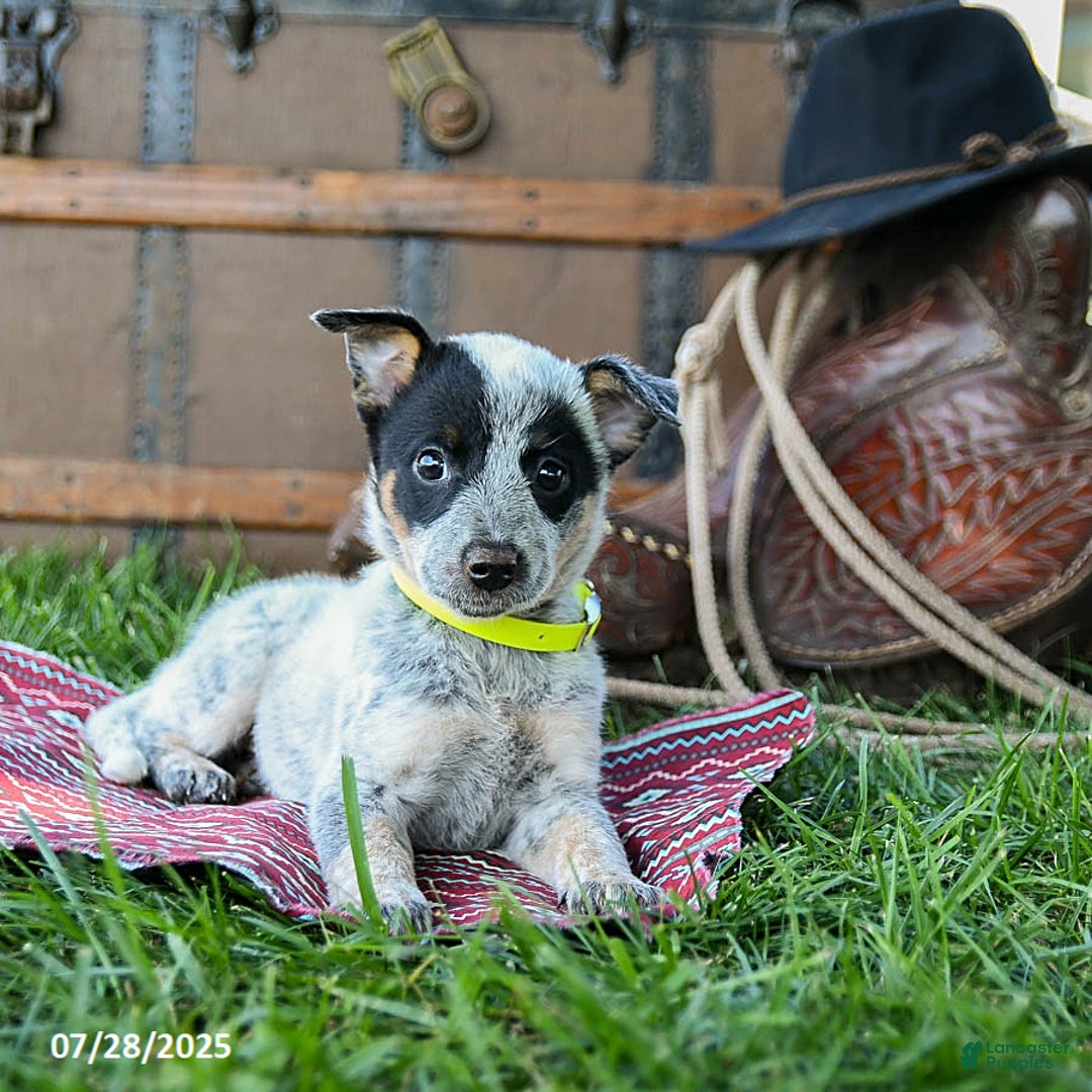 Australian Cattle Dog dogs for sale: Candy - Image 4