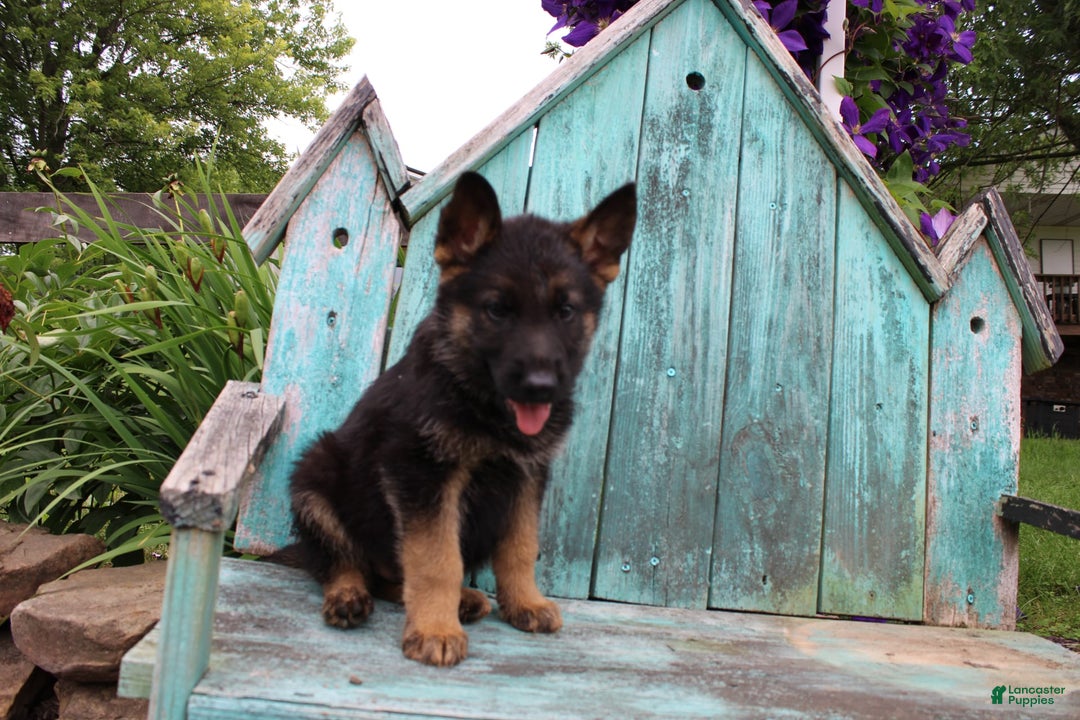 German Shepherd dogs for sale: Bruno - Image 7