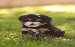 Mini Bernedoodle dogs for sale: Macy - Image 7