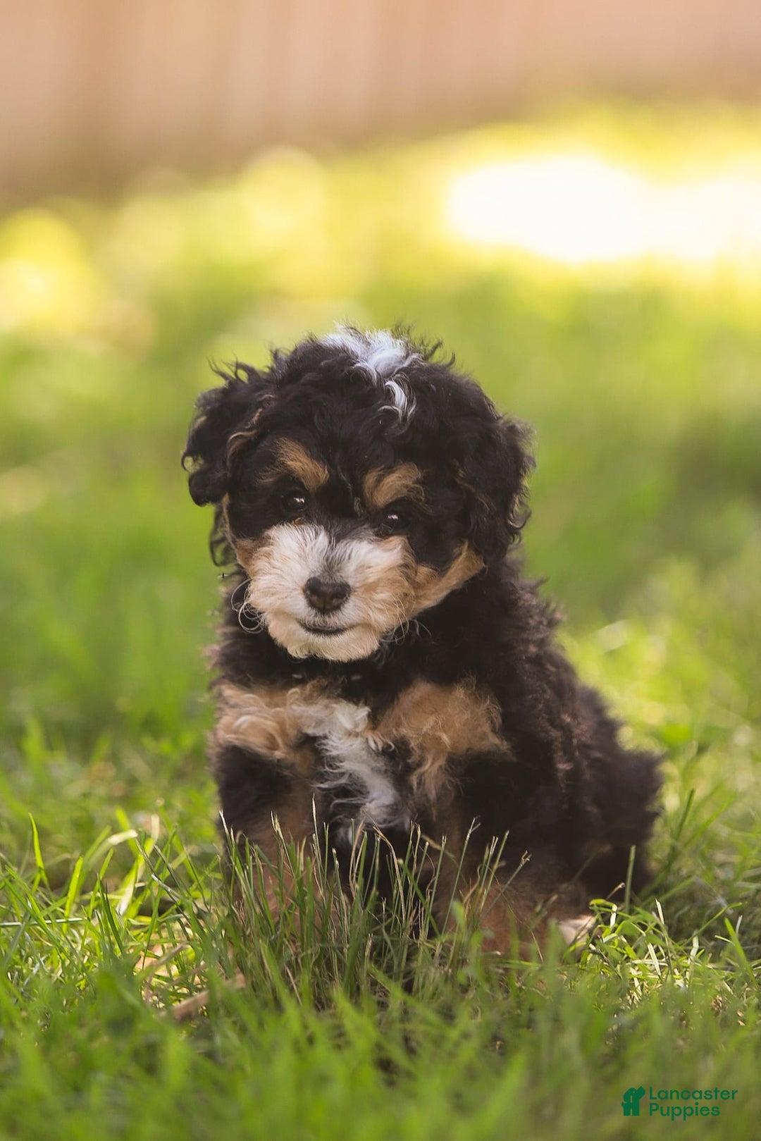 Mini Bernedoodle dogs for sale: Macy - Image 7