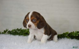 Beaglier dogs for sale: Wendy - Image 5