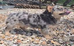 French Bulldog dogs for sale: Sonic - Image 3