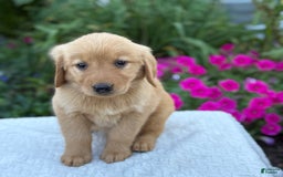 Golden Retriever dogs for sale: Treasure - Image 11