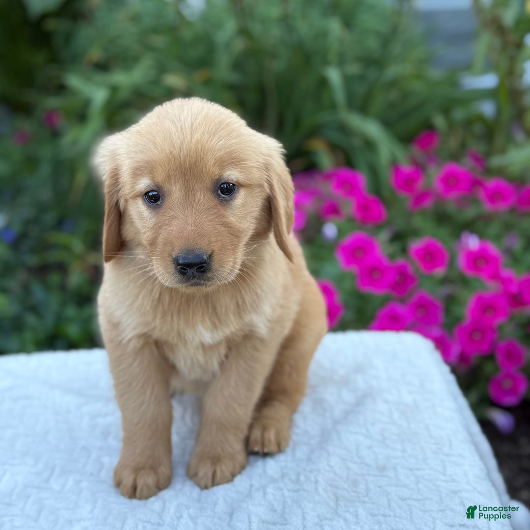 Golden Retriever dogs for sale: Treasure - Image 11