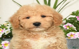 Bichpoo dogs for sale: Shawn - Image 4