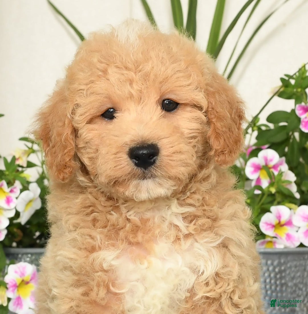 Bichpoo dogs for sale: Shawn - Image 4