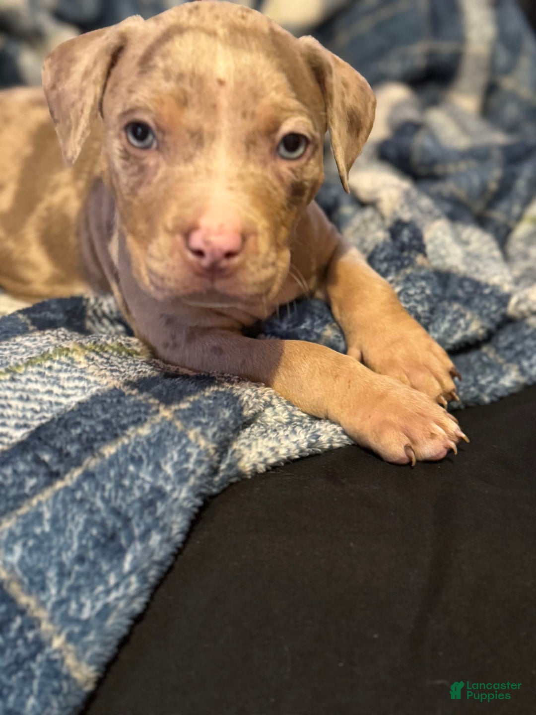 American Bully dogs for sale: Rocky - Image 10