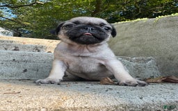 Pug dogs for sale: Mabel - Image 3