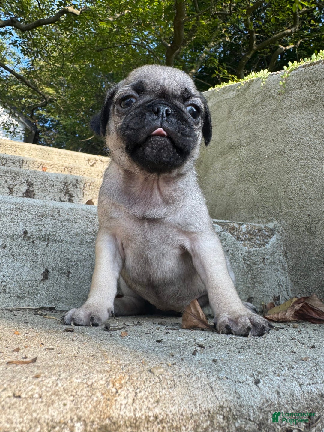 Pug dogs for sale: Mabel - Image 3