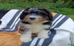 Mini Bernedoodle dogs for sale: Pizza - Image 2
