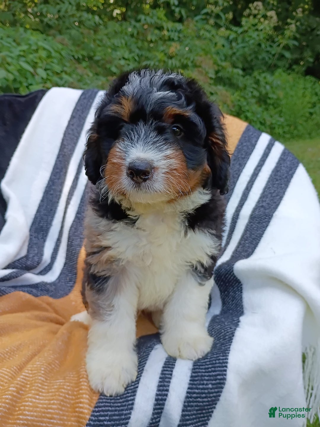 Mini Bernedoodle dogs for sale: Pizza - Image 2