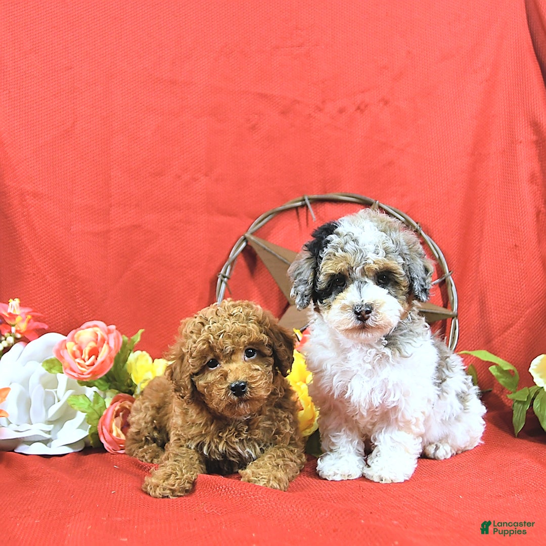 Miniature Poodle dogs for sale: Zach - Image 6