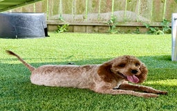 Cavapoo dogs for sale: Jewel - Image 5