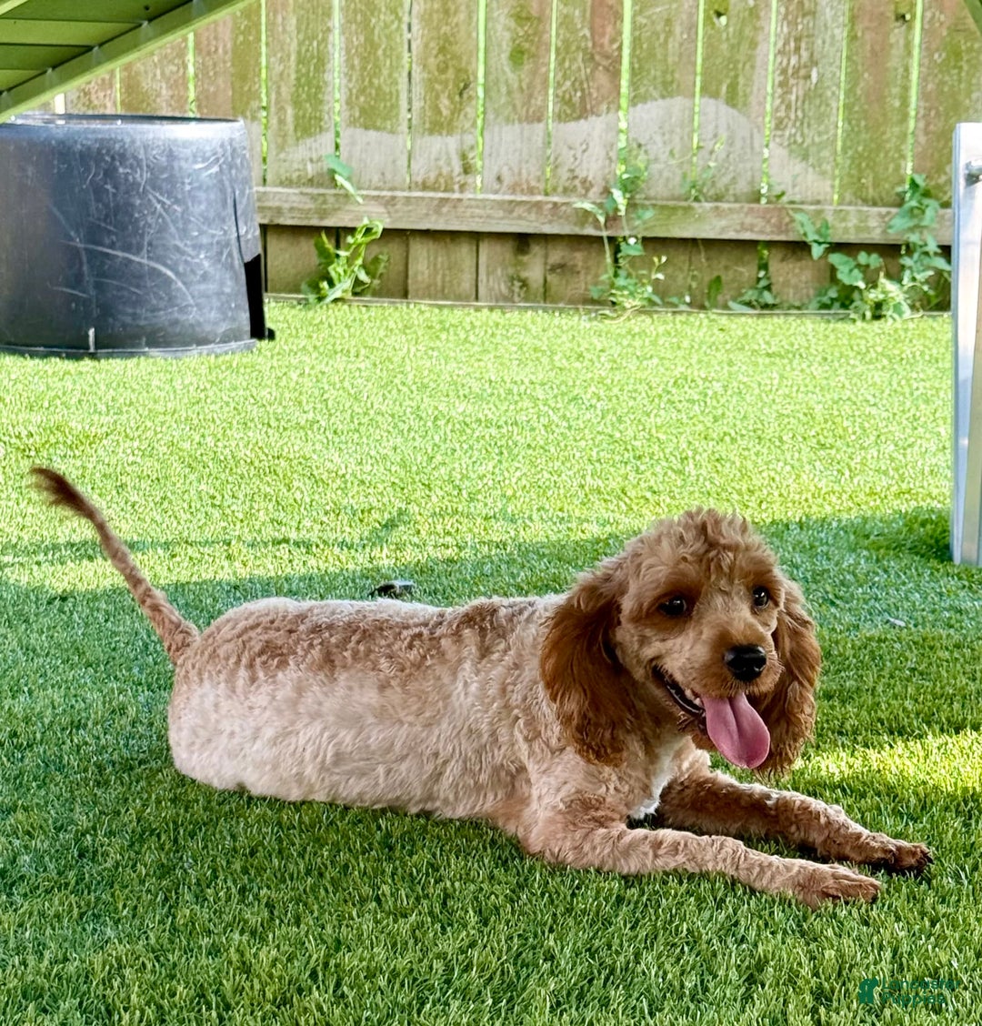 Cavapoo dogs for sale: Jewel - Image 5