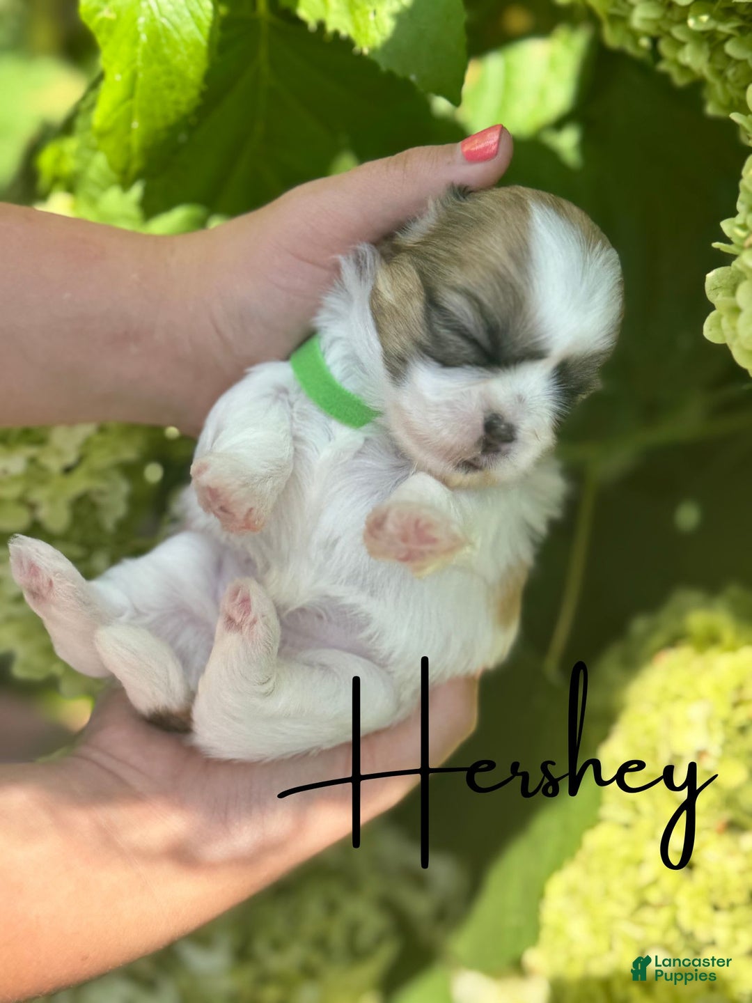 Teddy Bear dogs for sale: Hershey - Image 1