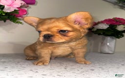 French Bulldog dogs for sale: King Fluffy Frenchie - Image 1