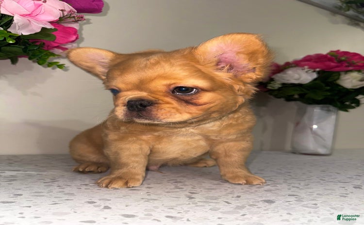 French Bulldog dogs for sale - Ad 1