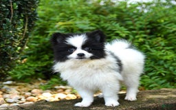 Pomeranian dogs for sale: Oreo - Image 5