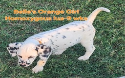 Dalmatian dogs for sale: Belles Orange Lua Girl - Image 7
