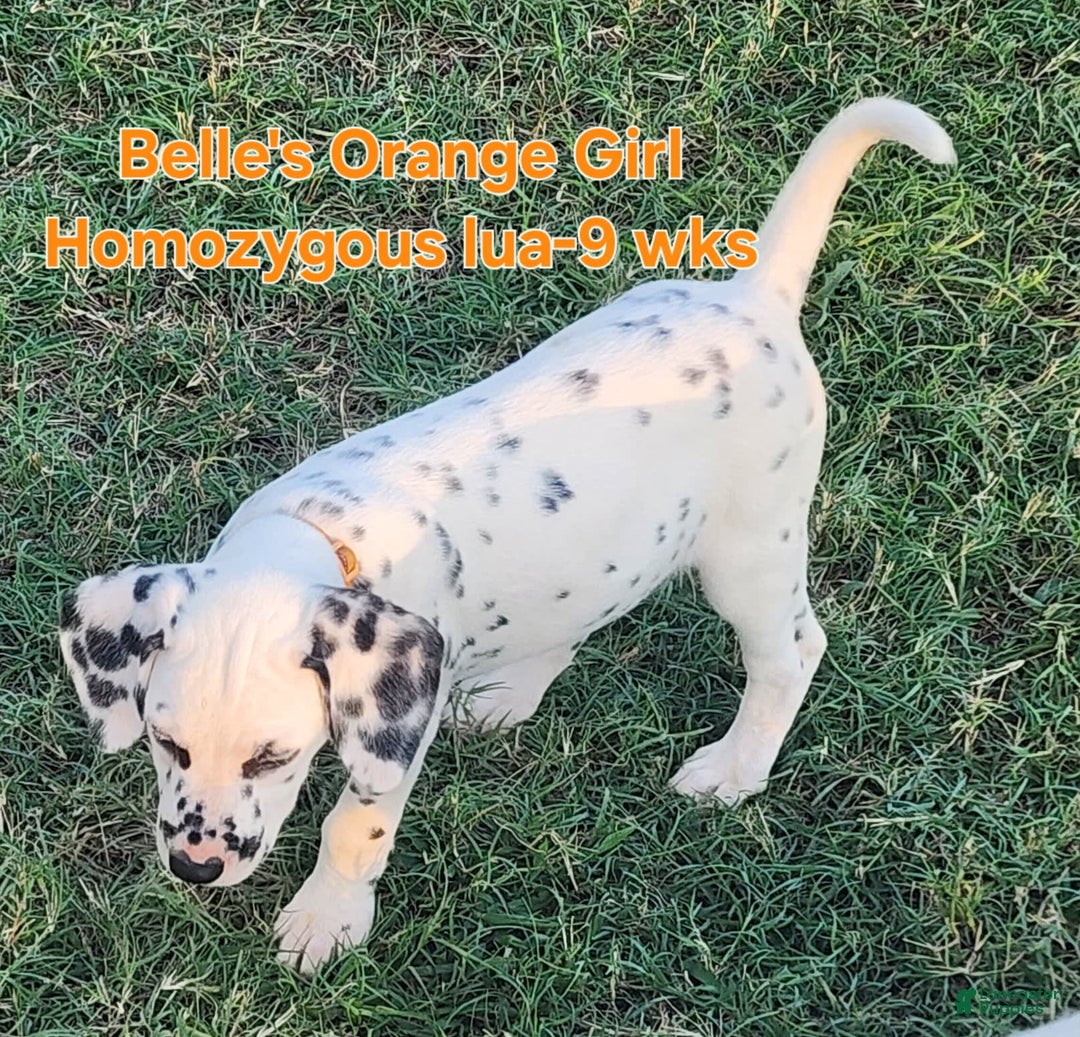 Dalmatian dogs for sale: Belles Orange Lua Girl - Image 7