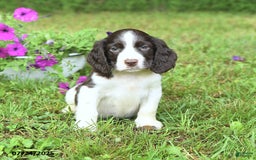 English Springer Spaniel dogs for sale: Pickles - Image 1