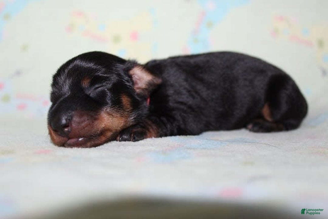 Dachshund dogs for sale: Raven Girl 1 - Image 7