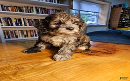 Portuguese Water Dog dogs for sale: Cocoa - Image 4