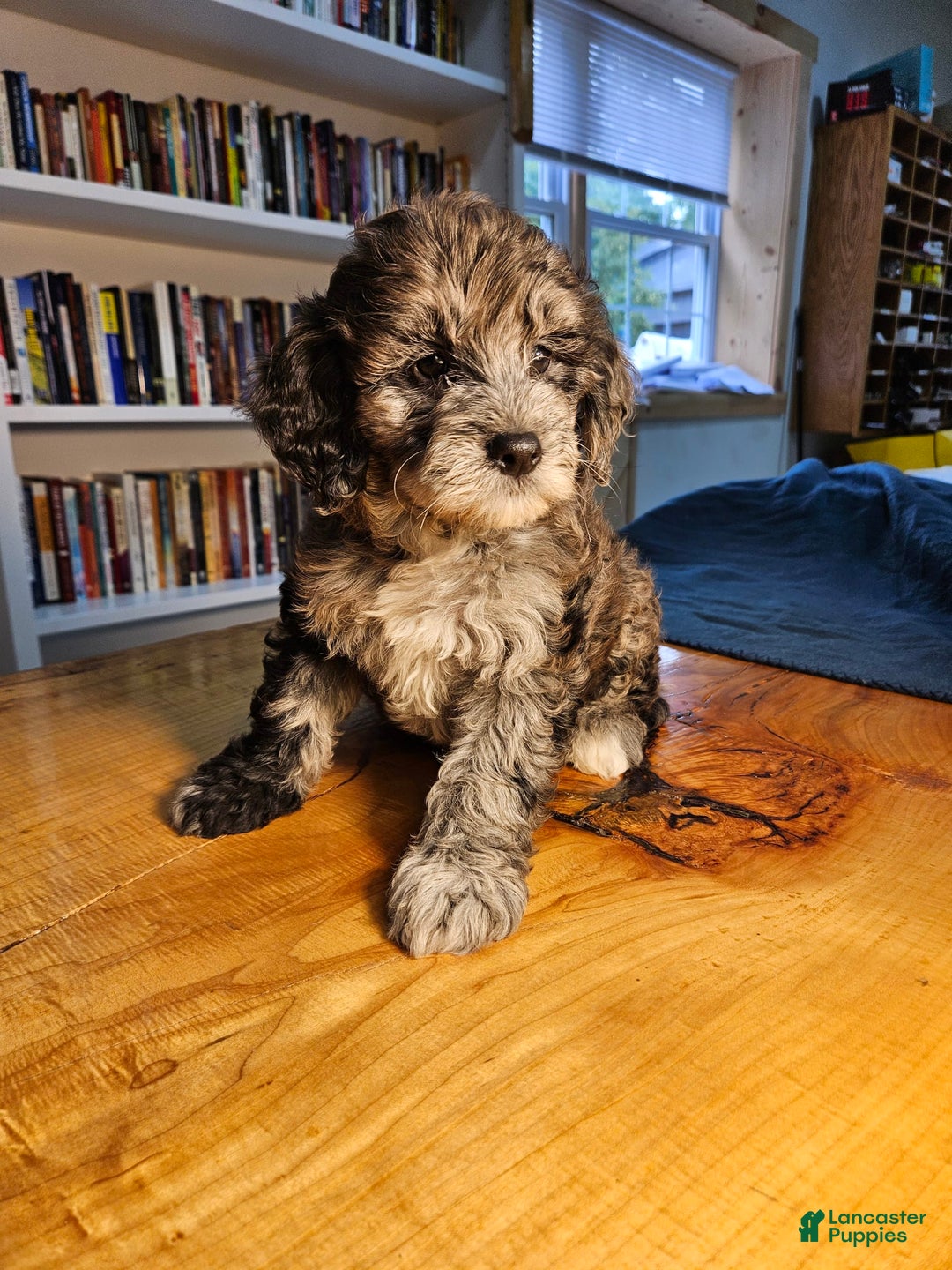 Portuguese Water Dog dogs for sale: Cocoa - Image 4