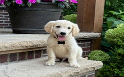 Golden Retriever dogs for sale: Archie - Image 3