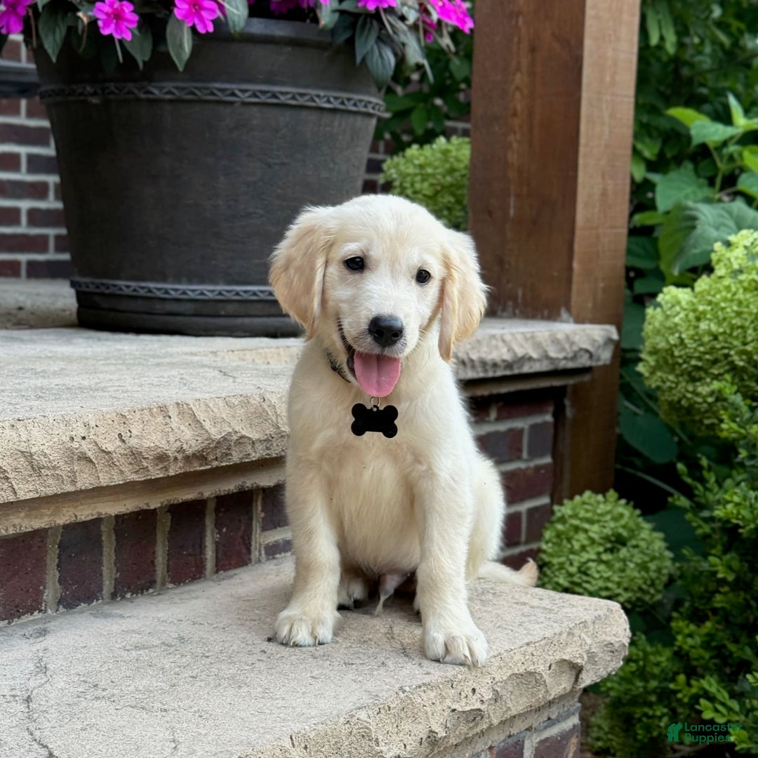 Golden Retriever dogs for sale: Archie - Image 3