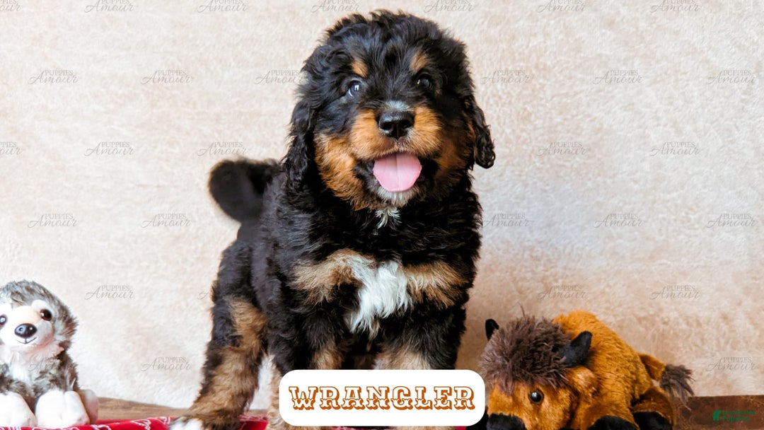 Bernedoodle dogs for sale: Wrangler - Image 5