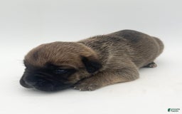 Cane Corso dogs for sale: Candy - Image 2