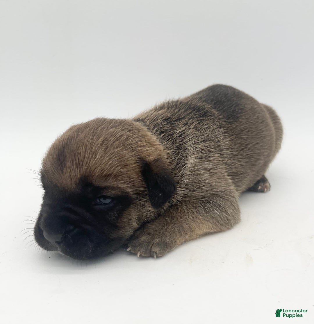 Cane Corso dogs for sale: Candy - Image 2