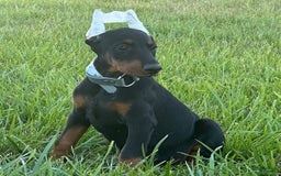 Doberman Pinscher dogs for sale: Alice - Image 3