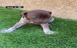 German Shorthaired Pointer dogs for sale: Boy 2 - Image 1