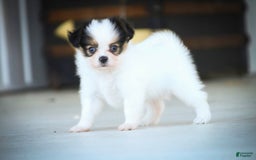 Papillon dogs for sale: Lavender - Image 8