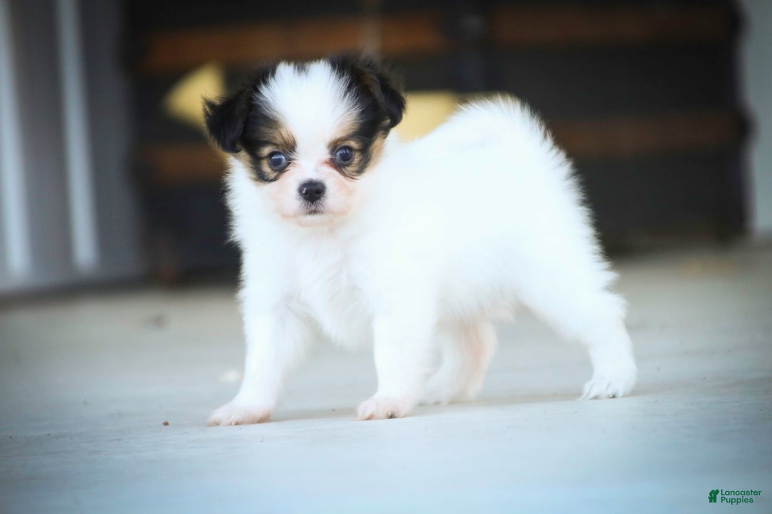 Papillon dogs for sale: Lavender - Image 8