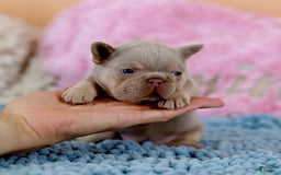 French Bulldog dogs for sale: Denise - Image 2