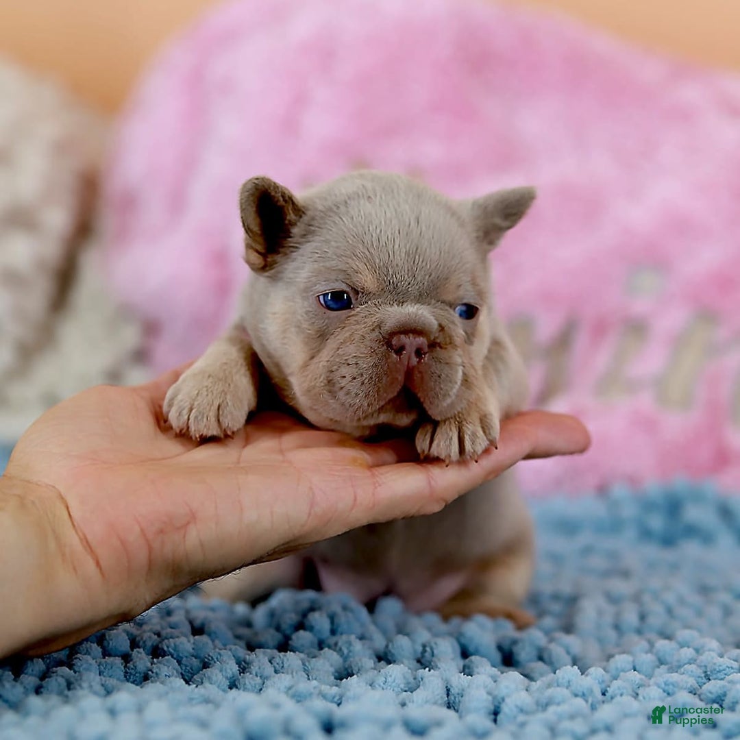 French Bulldog dogs for sale: Denise - Image 2