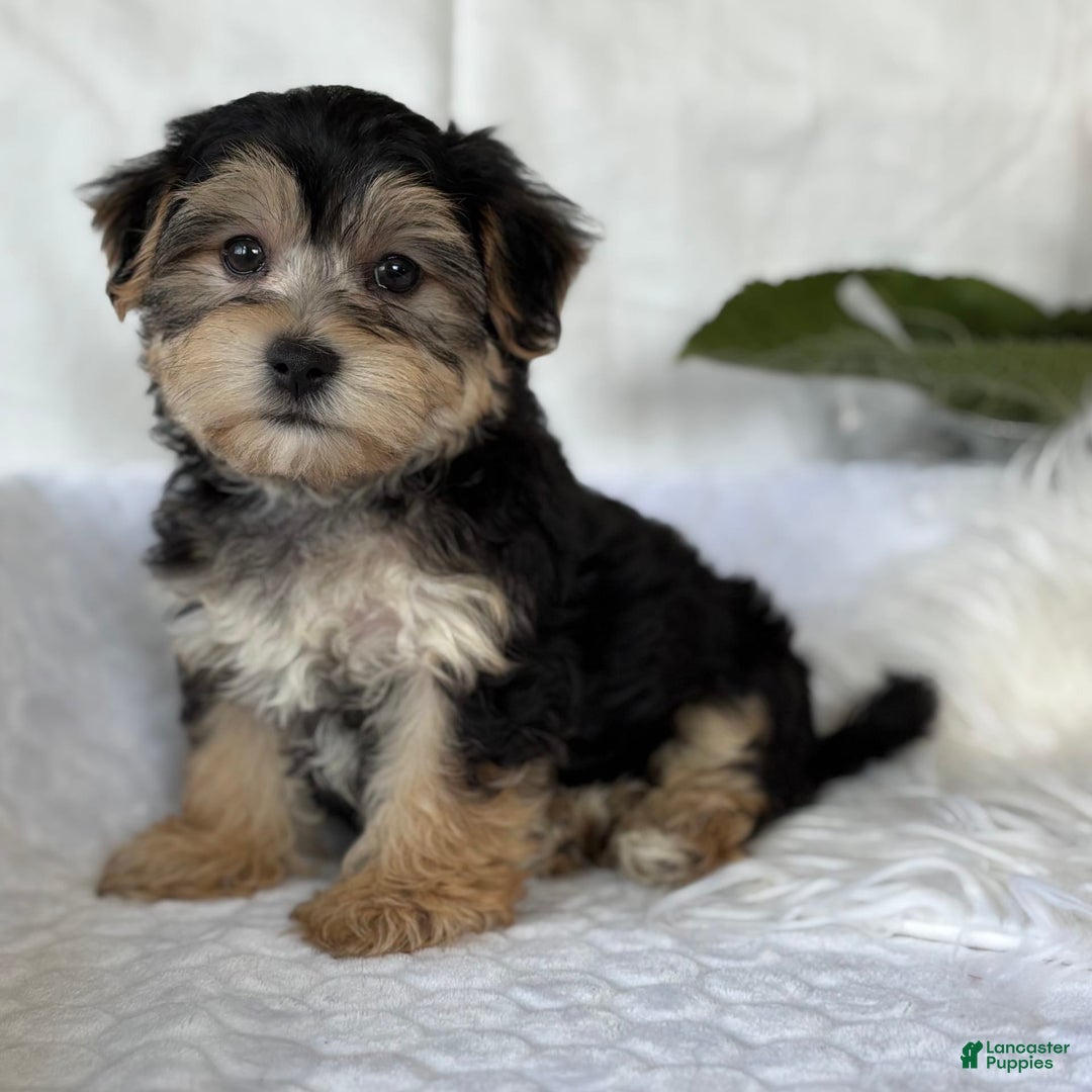 Morkie dogs for sale: LUKE - Image 3