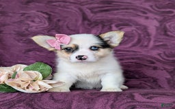 Welsh Corgi Pembroke dogs for sale: Kandee - Image 5