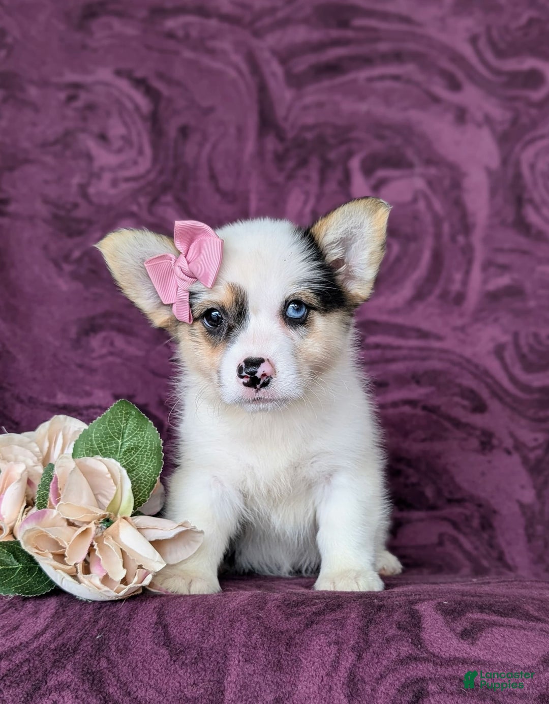 Welsh Corgi Pembroke dogs for sale: Kandee - Image 5