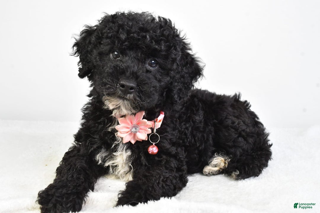 Miniature Poodle dogs for sale: Leah - Image 1