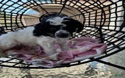 Miniature Poodle dogs for sale: Thor - Image 9