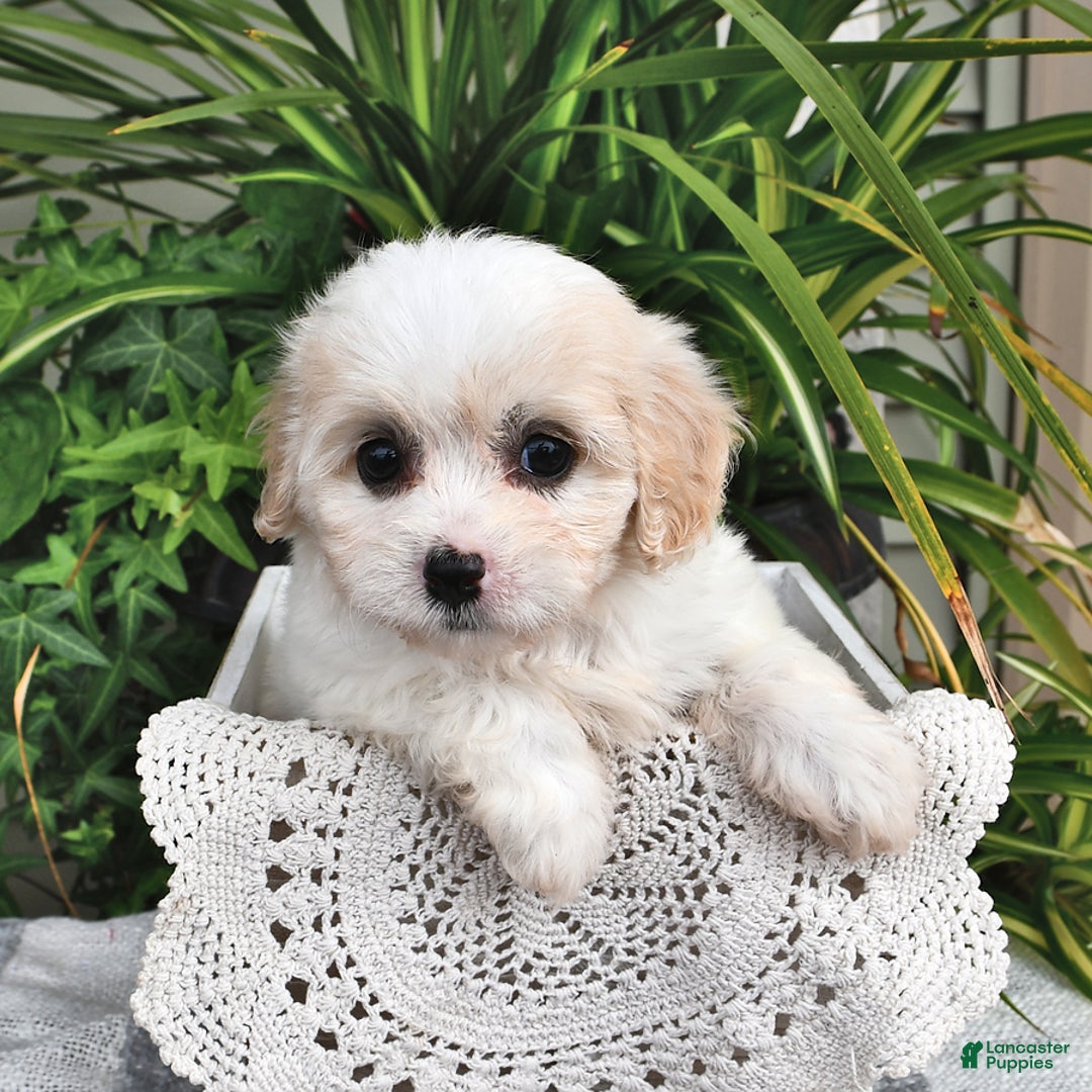 Cavachon dogs for sale: Maya - Image 6