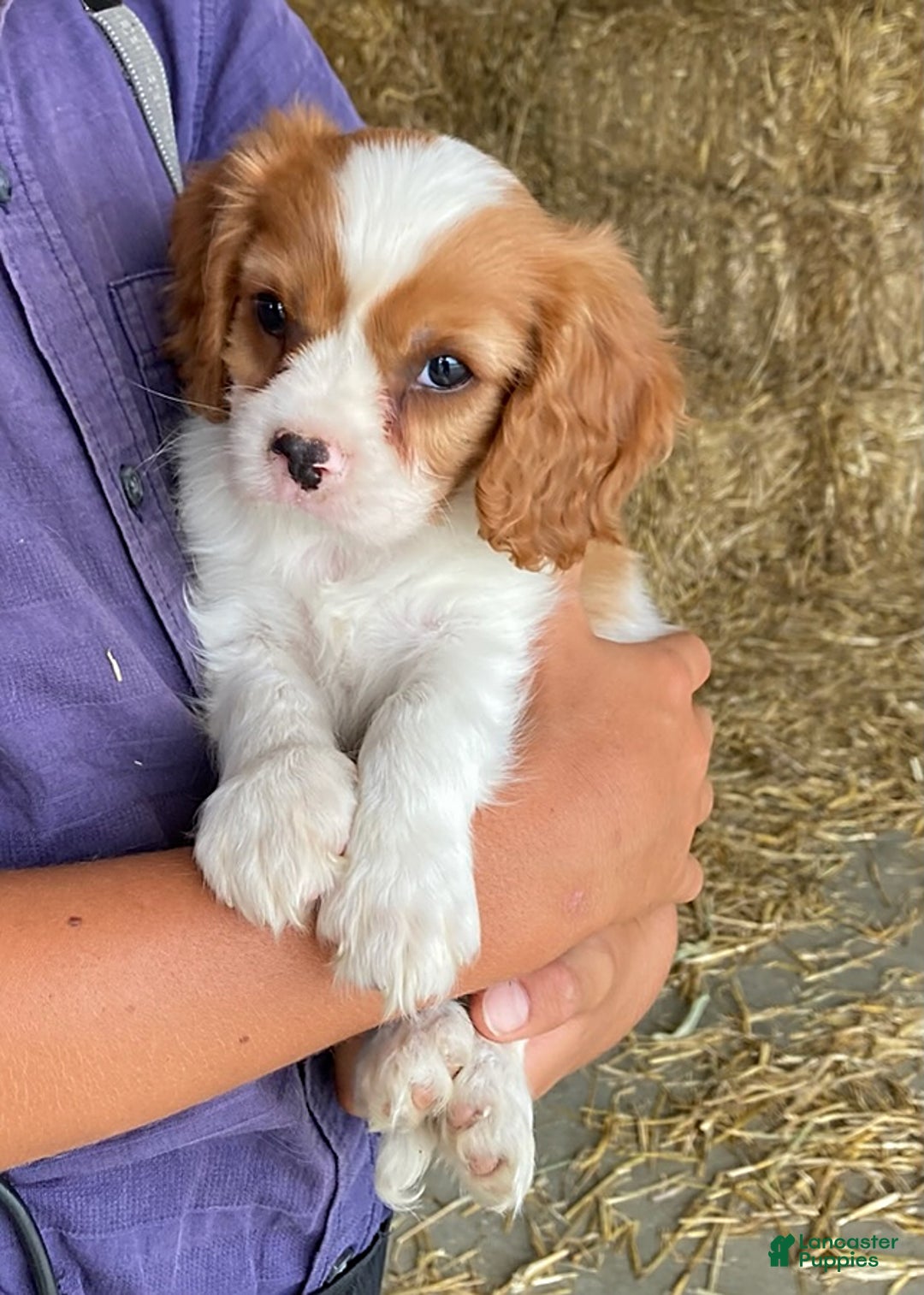 Cavalier King Charles Spaniel dogs for sale: Sonny - Image 2