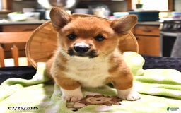 Welsh Corgi Pembroke dogs for sale: Tj - Image 7